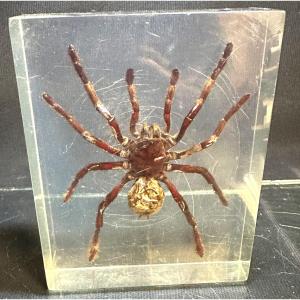 Tarantula In Altuglas Block 1960 Ancient Specimen Arachnid Tarantula Spider