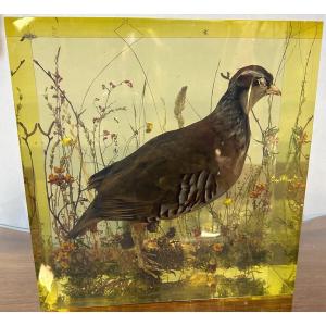 Partridge Inclusion In Rare Large Block Of Altuglas 29.7x29.4cm 15kgs Hunting Bird