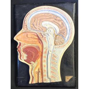 Rare Old Anatomical Model Of Head Educational Brain Section Late 19th Century / 1920 In Wood And Stucco