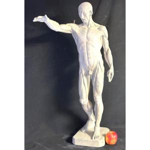 Large Flayed 73cm After Houdon Late 19th Century Plaster Artist's Workshop Roubaix Museum /1