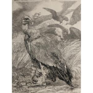 Félix Bracquemond 1833-1914 Large Etching Vultures 1904