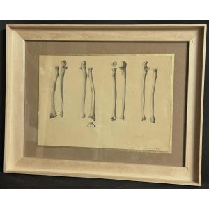 Ch. Sadoyan 1943 Study Of Framed Bones Cabinet Of Curiosities Medicine