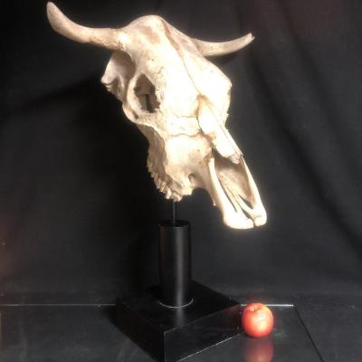Large Skull Base 68 Cm XXth Art Deco Curiosity