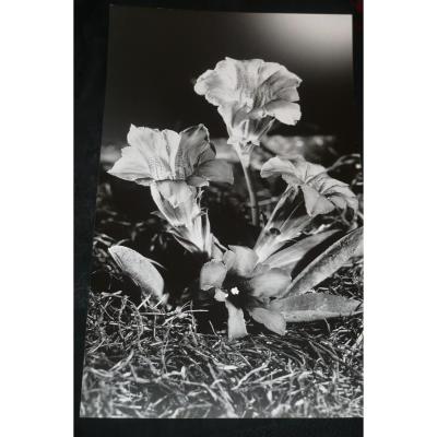 Photo P. Tairraz Draw On Argentique Times / Gentians Chamonix