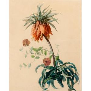 Simon Saint-jean (1808-1860) Imperial Crown Flowers And Lyon Bindweed