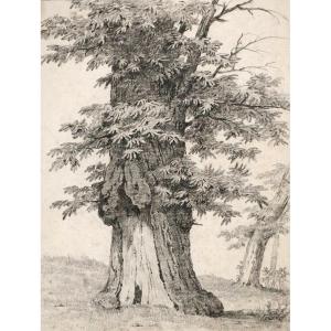 Jean-victor Bertin (1767-1842) Study Of A Tree - Chestnut