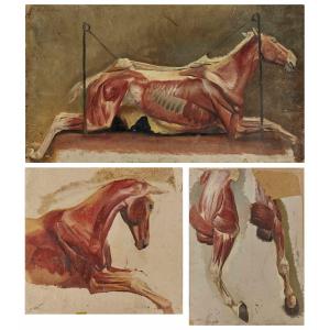 Albert Lugardon 3 Anatomical Studies Of A Horse