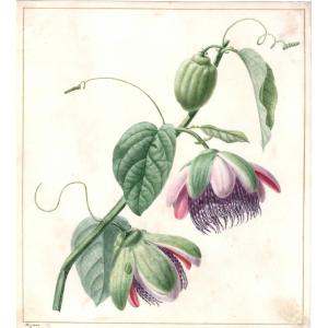 Heyland, Jean Christophe Watercolor On Vellum