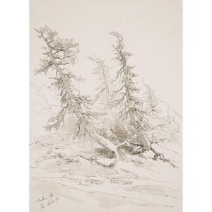 Eduard Peithner Von Lichtenfels (1833-1913), Woodland, 1884