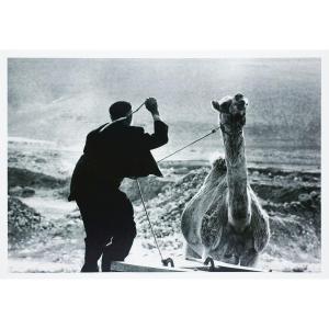 Stefan Moses (1928 - 2018), Camel Driver, C. 1965