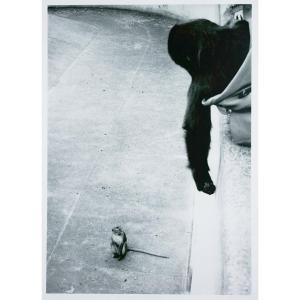 Stefan Moses (1928 - 2018), Rhesus Monkey And Gorilla, Circa 1970