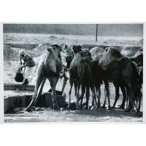 Stefan Moser (1928 - 2018), Camels At The Fountain, Circa 1965