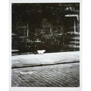 Stefan Moses (1928 - 2018), Black Cat, Circa 1965