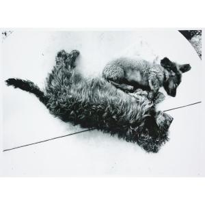 Stefan Moses (1928 - 2018), Two Dogs, Circa 1965