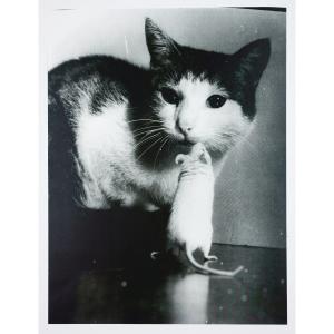 Stefan Moses (1928 - 2018), Cat And Mouse, Circa 1955