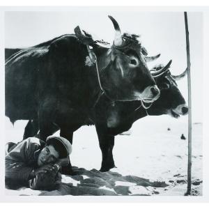 Stefan Moses (1928 - 2018), In The Shadow Of The Buffaloes, Circa 1960