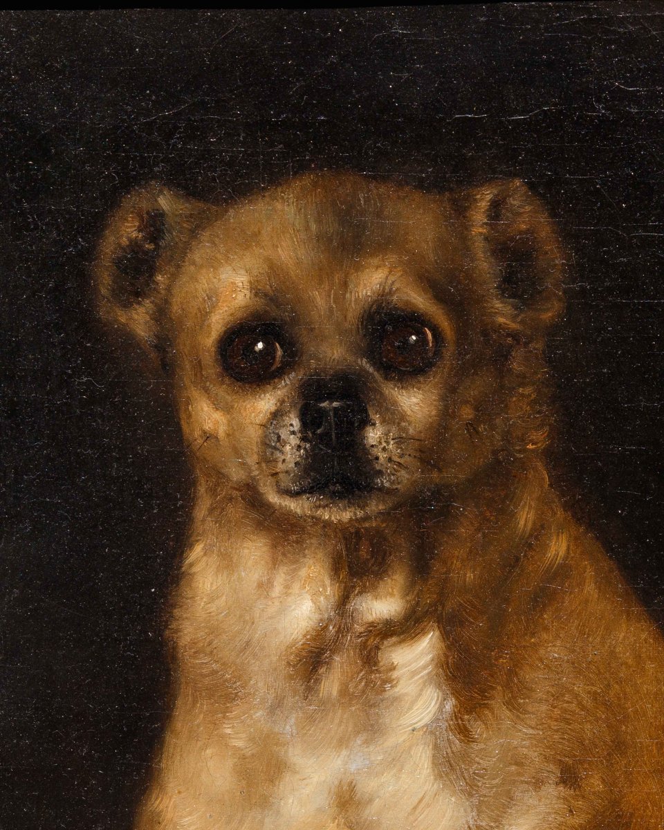Scuola italiana, sec. XVIII, Ritratto di cagnolino-photo-3
