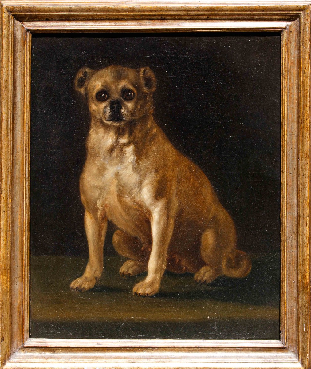 Scuola italiana, sec. XVIII, Ritratto di cagnolino