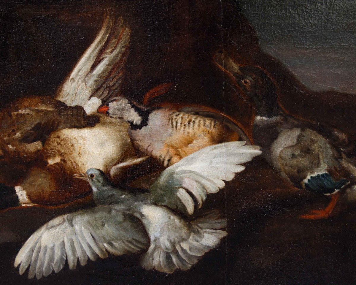Attr. Jacobus o Iacomo Victor (Amsterdam 1640 ca. - 1705), Natura morta con uccelli-photo-3