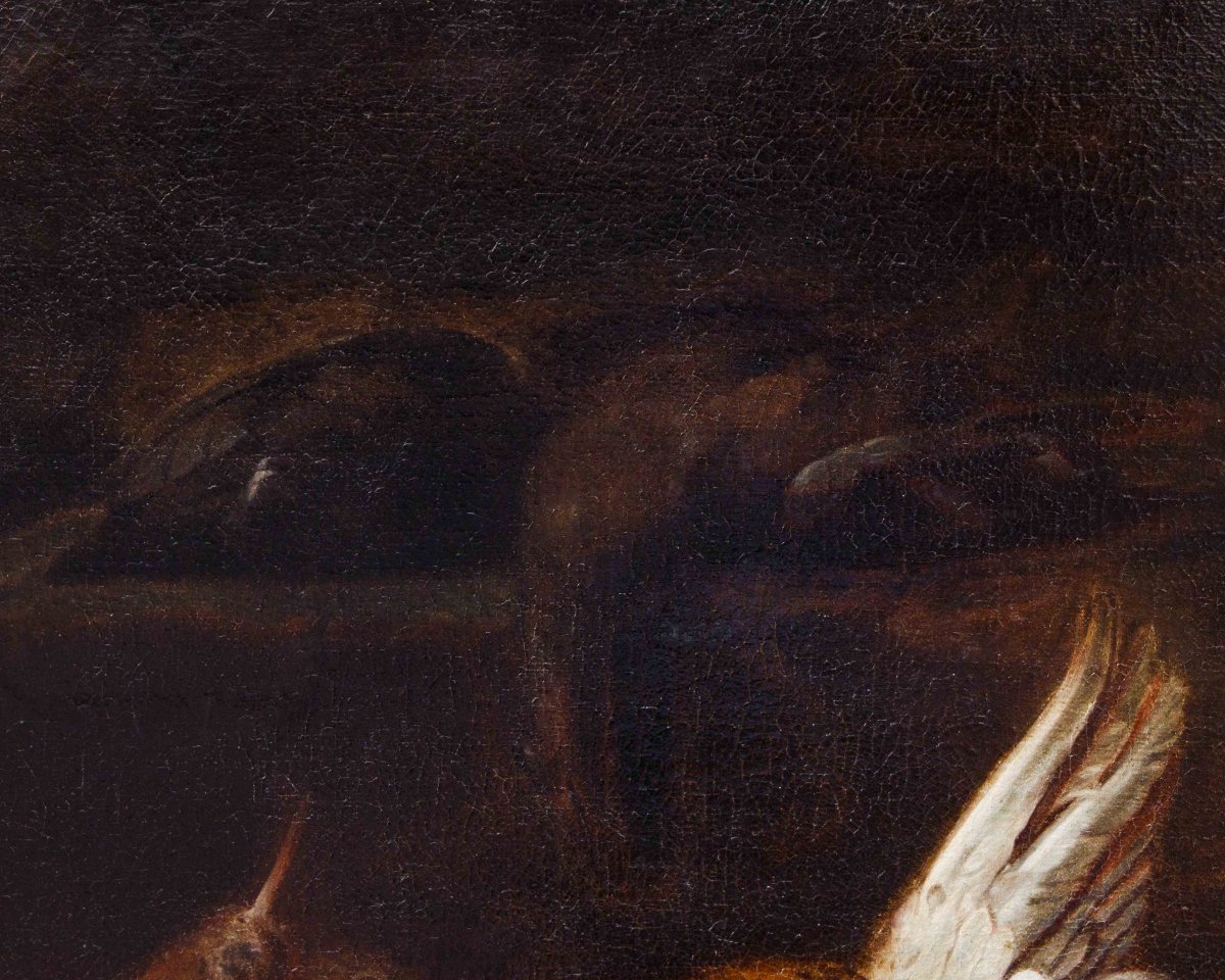 Attr. Jacobus o Iacomo Victor (Amsterdam 1640 ca. - 1705), Natura morta con uccelli-photo-1