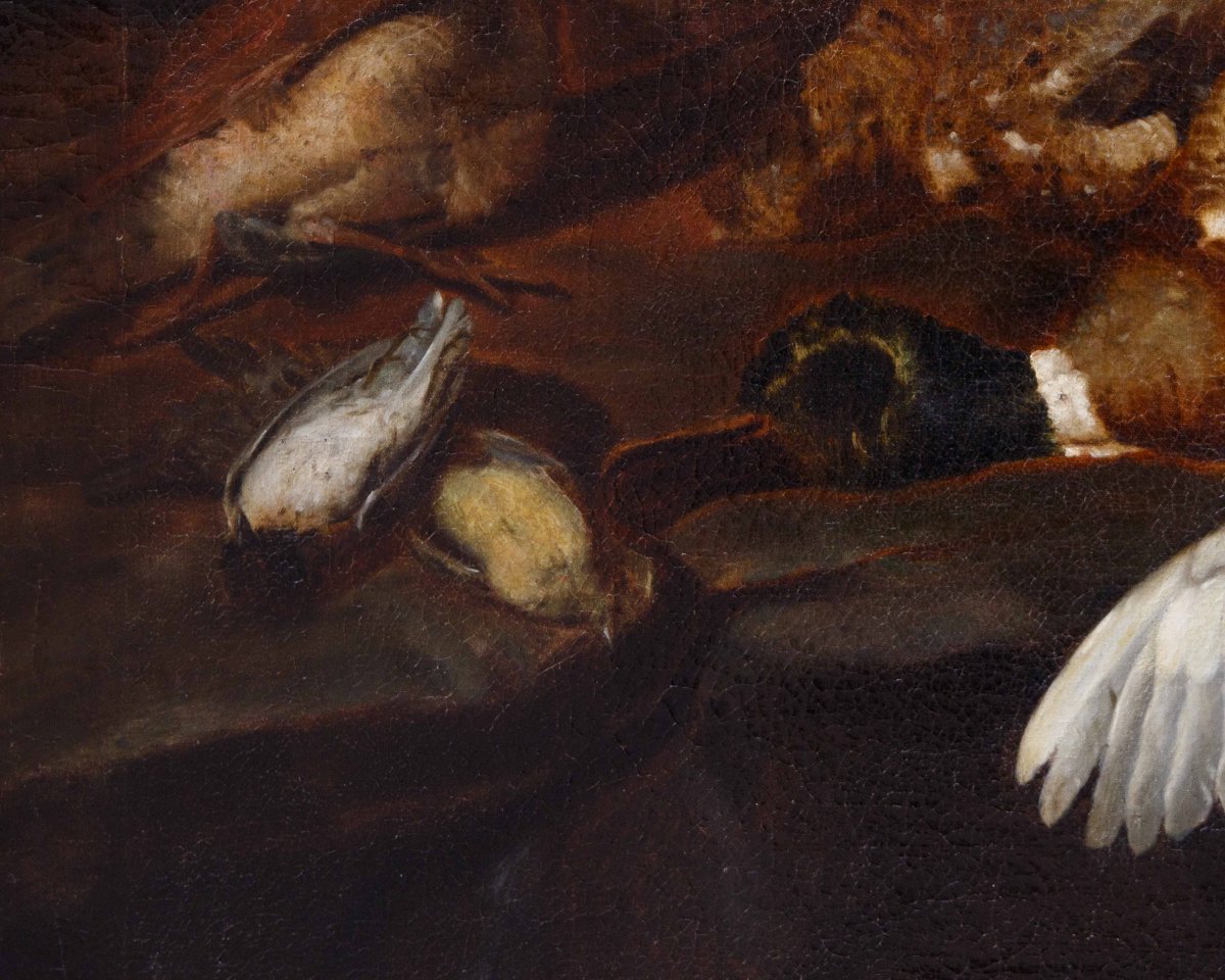 Attr. Jacobus o Iacomo Victor (Amsterdam 1640 ca. - 1705), Natura morta con uccelli-photo-3