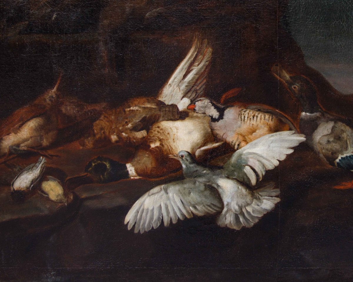 Attr. Jacobus o Iacomo Victor (Amsterdam 1640 ca. - 1705), Natura morta con uccelli-photo-5