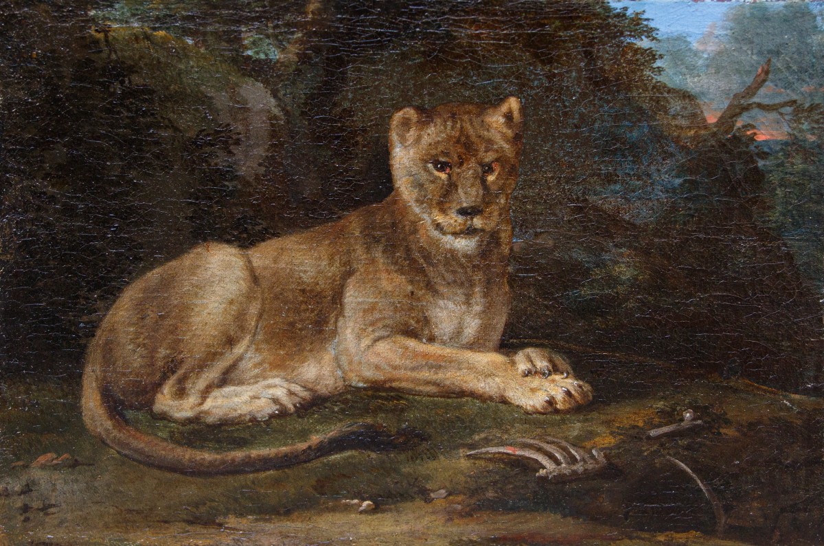 Giovane leone