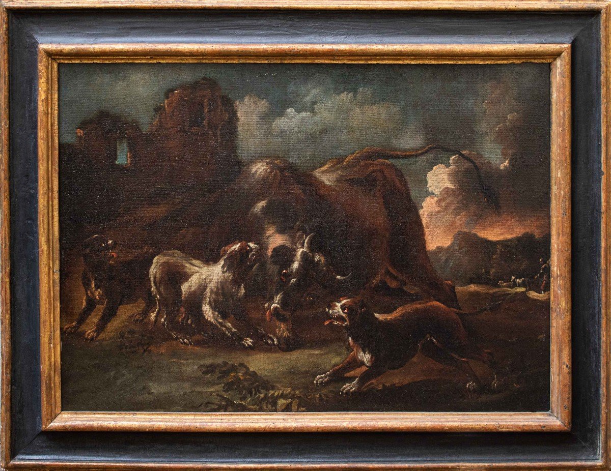 Giovanni Crivelli Dit Crivellino (? - 1760), Combat Entre Chiens Et Bisons