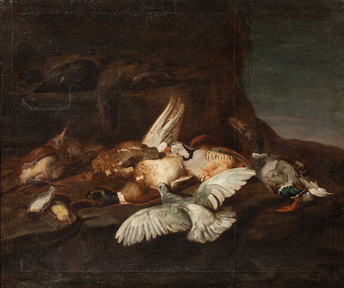Attr. Jacobus Or Iacomo Victor (circa 1640 - 1705), natura morta di uccelli-photo-2