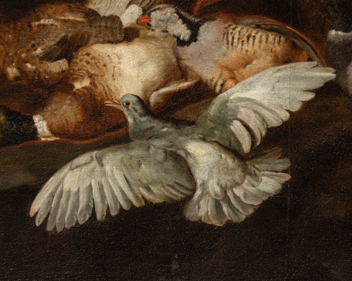 Attr. Jacobus Or Iacomo Victor (circa 1640 - 1705), natura morta di uccelli-photo-3