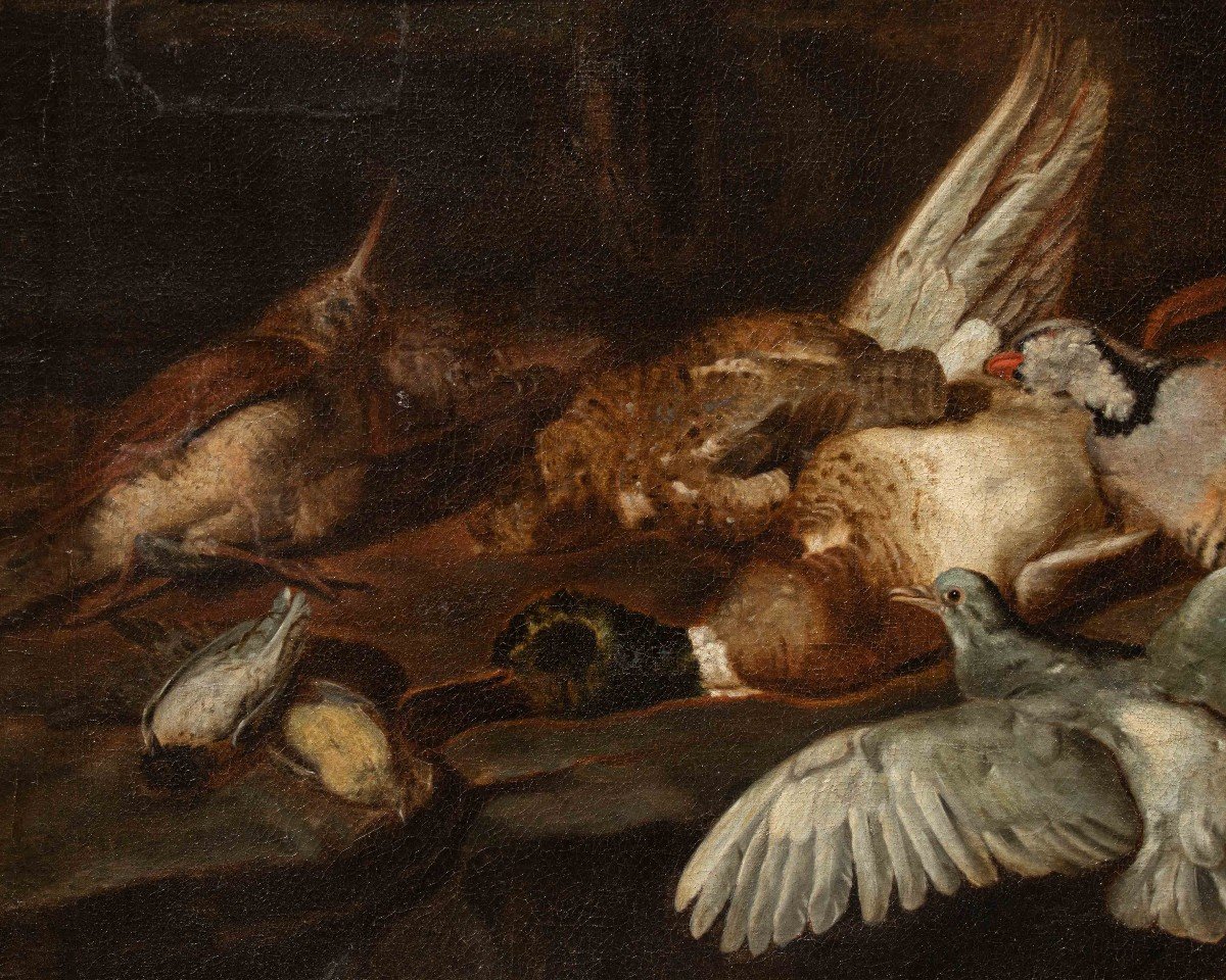 Attr. Jacobus Or Iacomo Victor (circa 1640 - 1705), natura morta di uccelli-photo-1