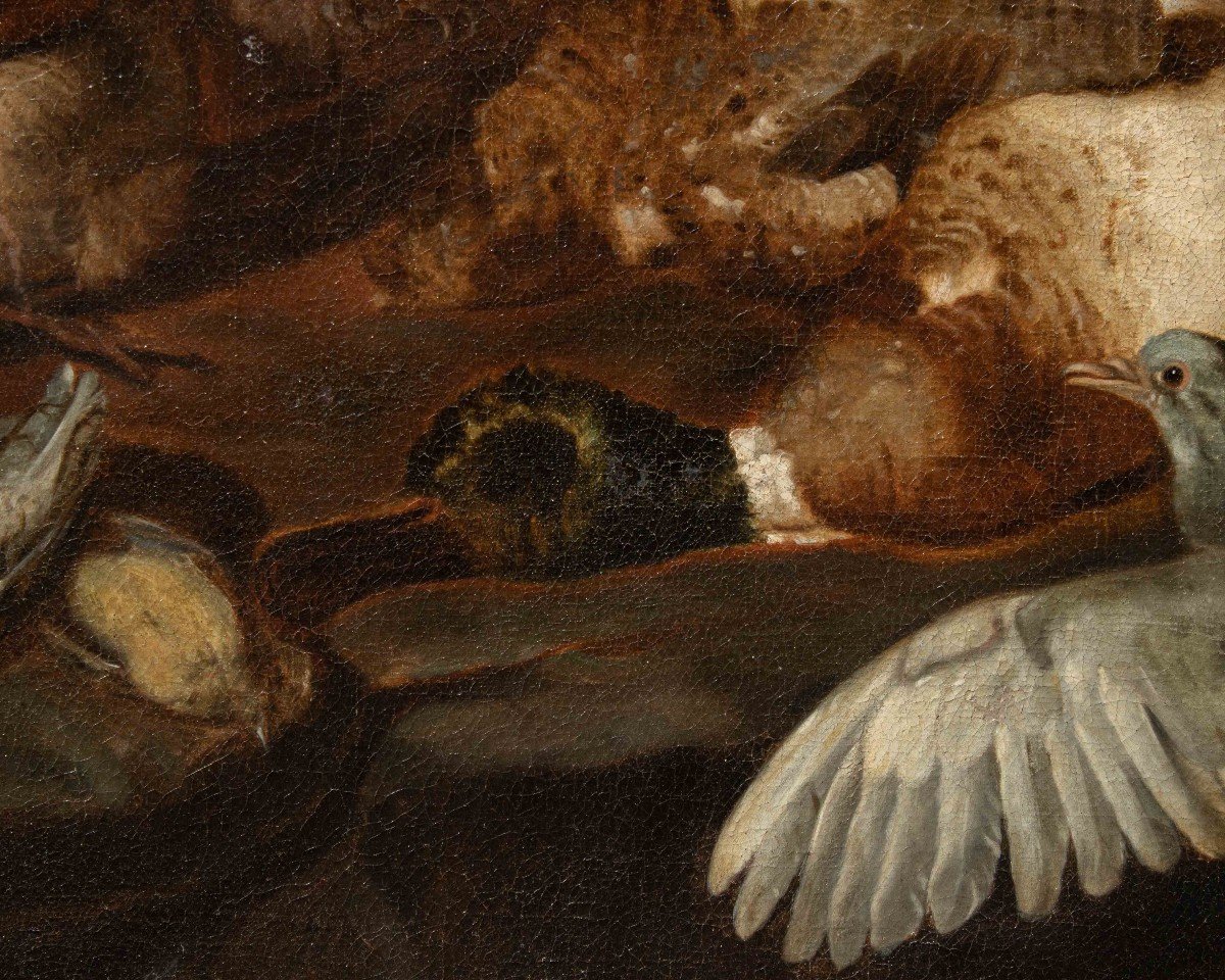 Attr. Jacobus Or Iacomo Victor (circa 1640 - 1705), natura morta di uccelli-photo-2