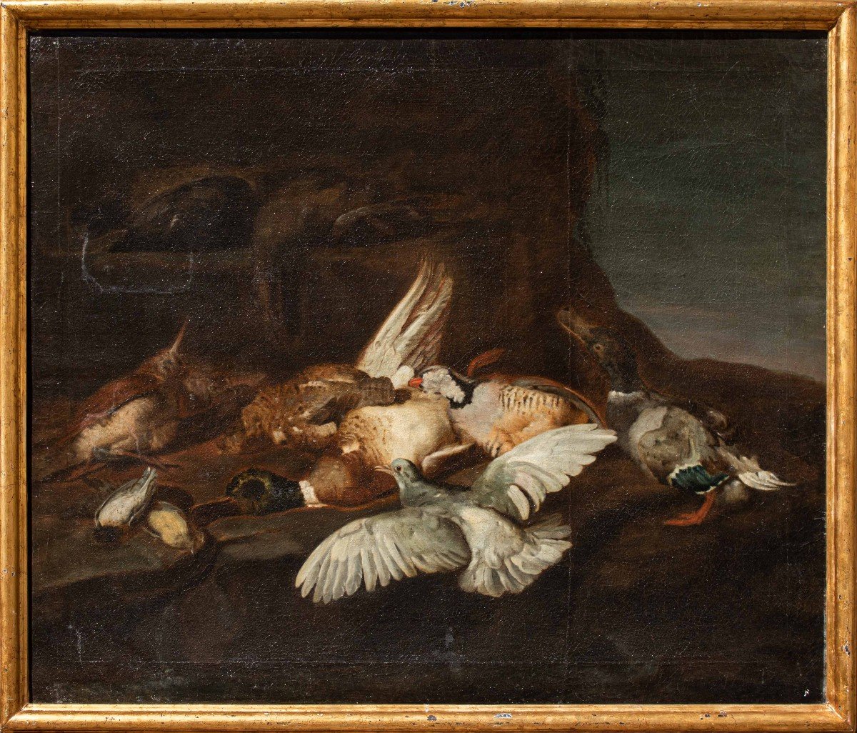 Attr. Jacobus Or Iacomo Victor (circa 1640 - 1705), natura morta di uccelli