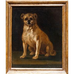Scuola italiana, sec. XVIII, Ritratto di cagnolino