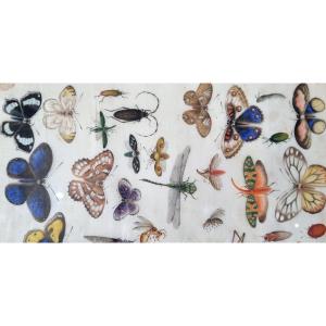 Insects, Butterflies And Beetles