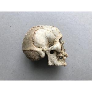 Bone Skull Sculpture