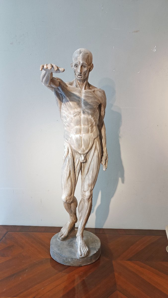 SCULTURA DI MODELLO ANATOMICO MUSCOLARE XIX SECOLO-photo-2
