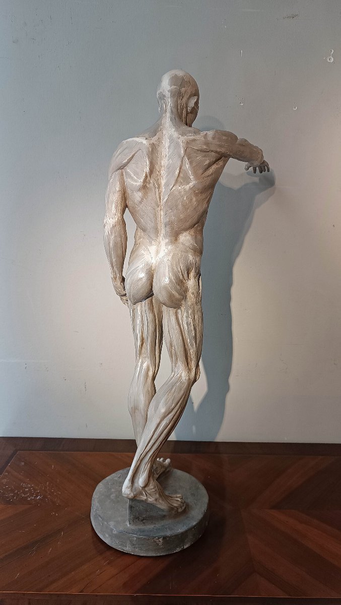 SCULTURA DI MODELLO ANATOMICO MUSCOLARE XIX SECOLO-photo-3