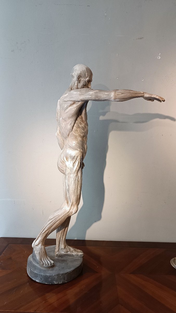 SCULTURA DI MODELLO ANATOMICO MUSCOLARE XIX SECOLO-photo-4