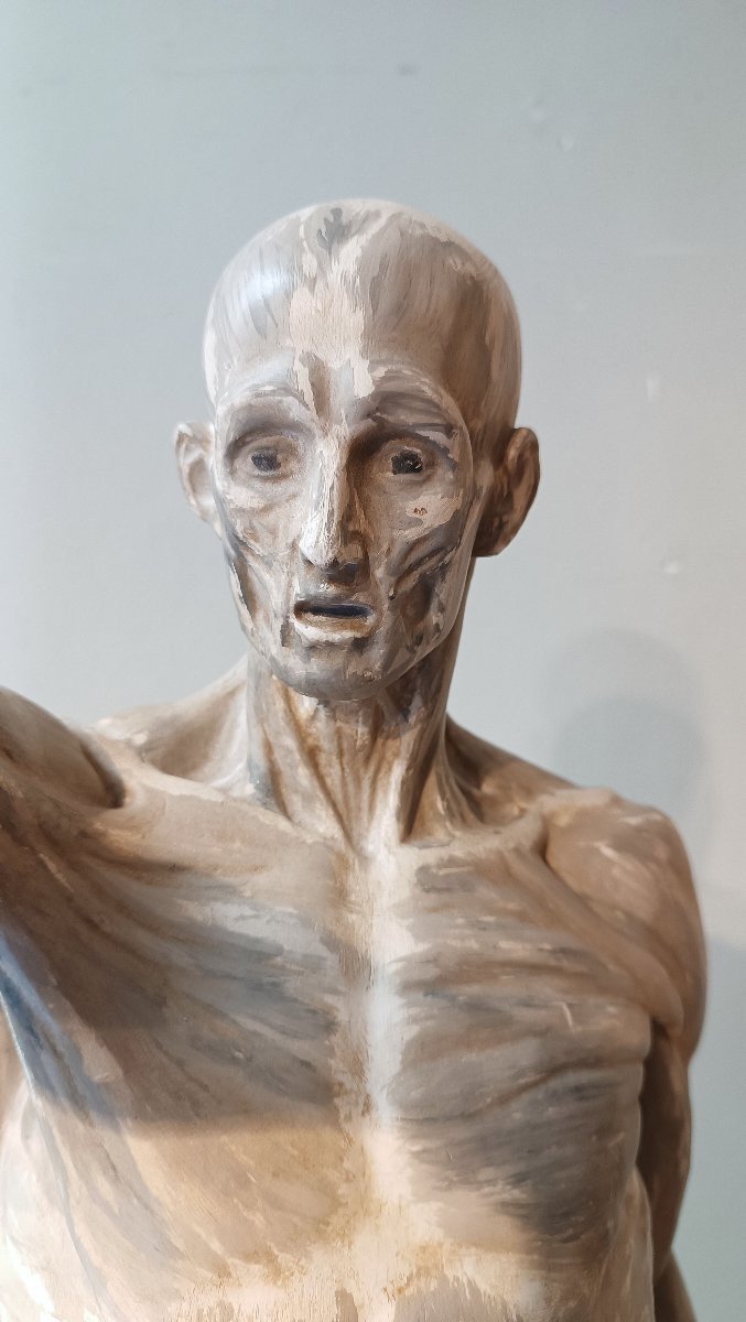 SCULTURA DI MODELLO ANATOMICO MUSCOLARE XIX SECOLO-photo-1