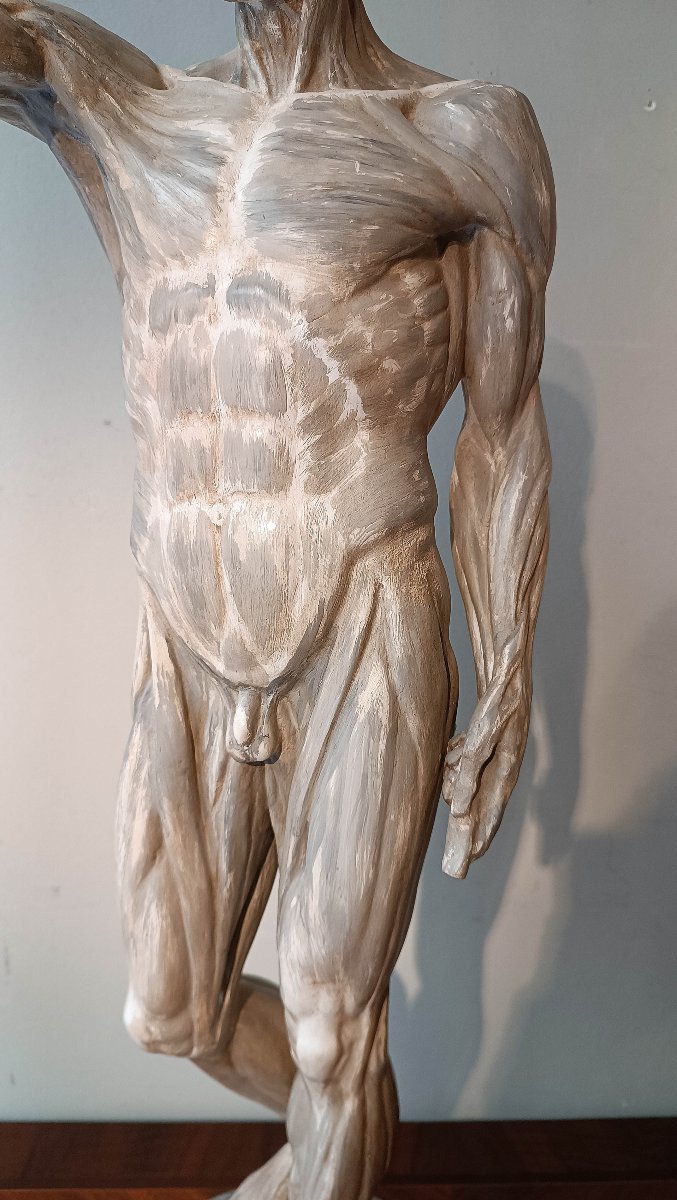 SCULTURA DI MODELLO ANATOMICO MUSCOLARE XIX SECOLO-photo-2