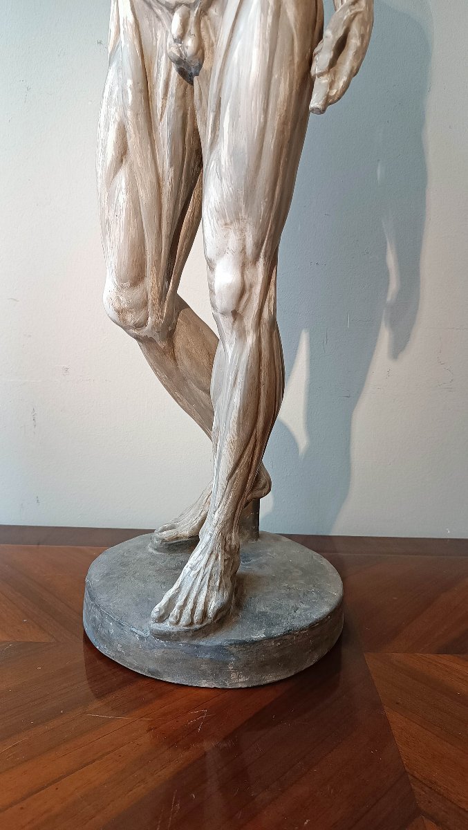 SCULTURA DI MODELLO ANATOMICO MUSCOLARE XIX SECOLO-photo-3