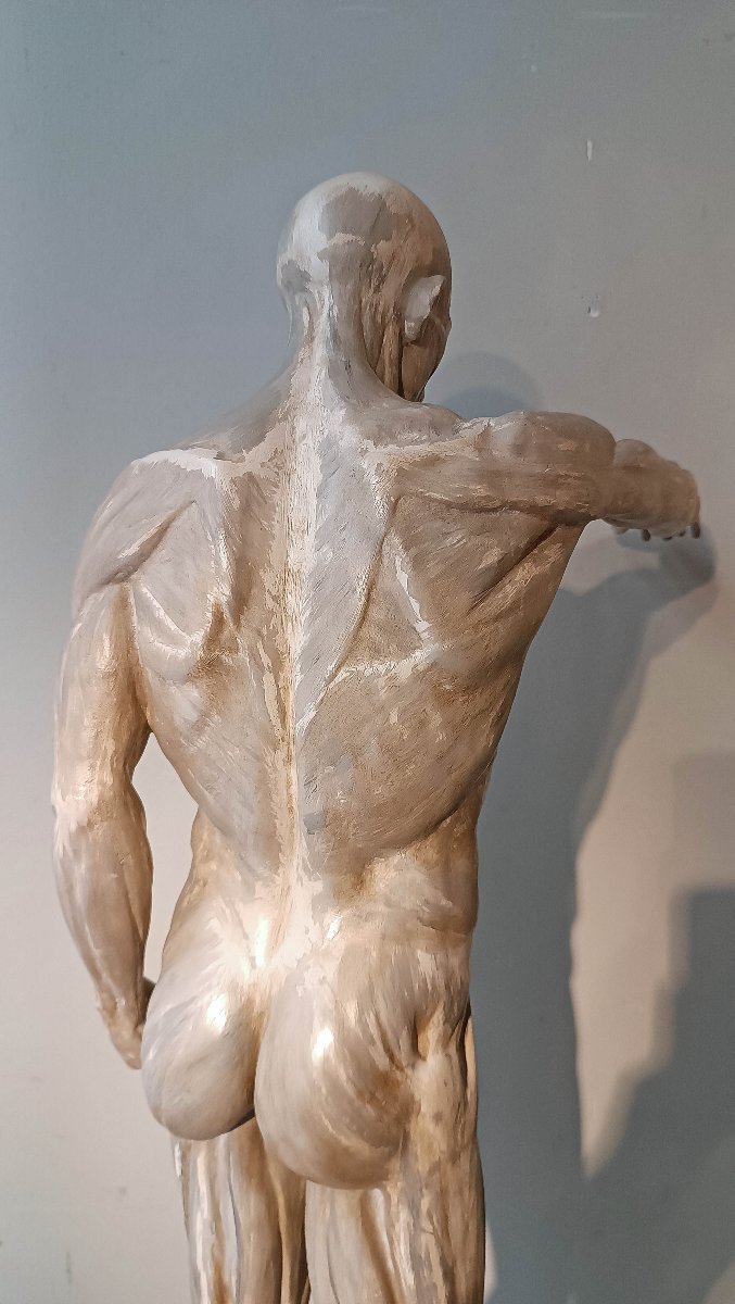 SCULTURA DI MODELLO ANATOMICO MUSCOLARE XIX SECOLO-photo-4