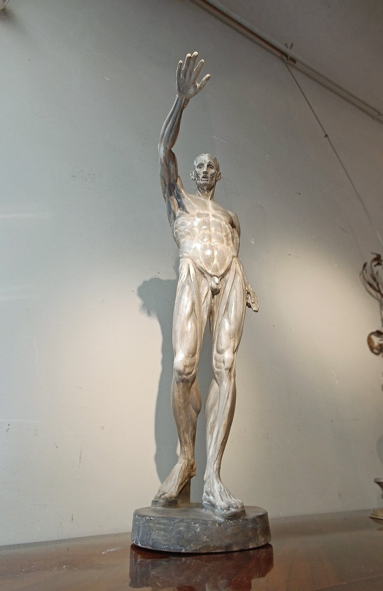 SCULTURA DI MODELLO ANATOMICO MUSCOLARE XIX SECOLO-photo-6