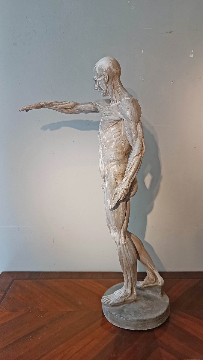 SCULTURA DI MODELLO ANATOMICO MUSCOLARE XIX SECOLO-photo-7