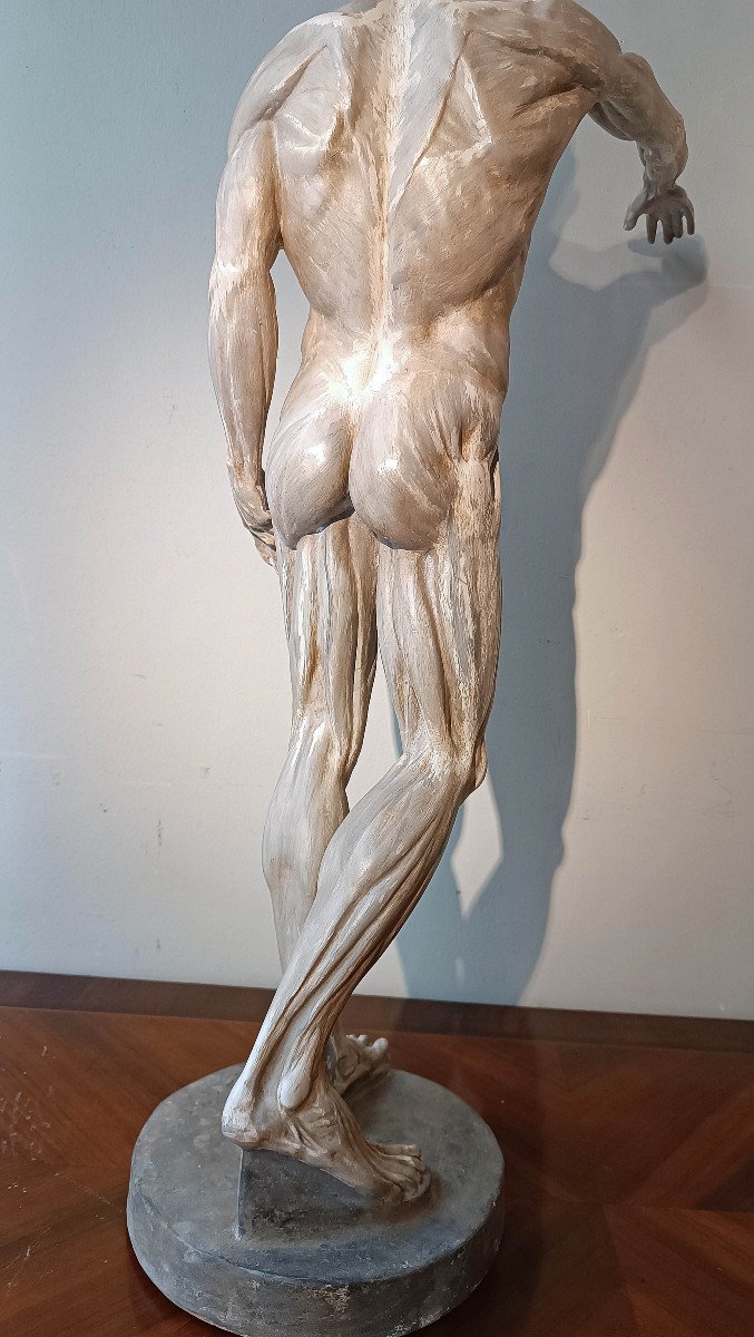 SCULTURA DI MODELLO ANATOMICO MUSCOLARE XIX SECOLO-photo-8