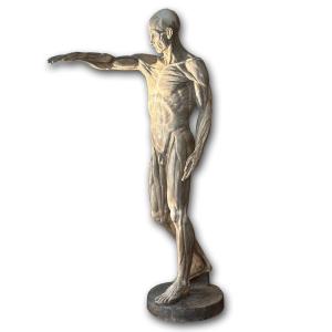 SCULTURA DI MODELLO ANATOMICO MUSCOLARE XIX SECOLO