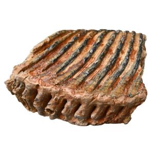 Fossilized Mammoth Tooth/molar