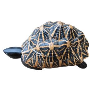 Large Natural Turtle Box, First Half Of 20th Century