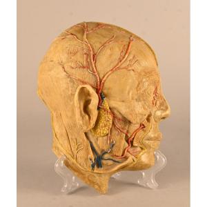 Didactic Anatomical Model Of A Human Half-head, In The Style Of Dr Auzoux